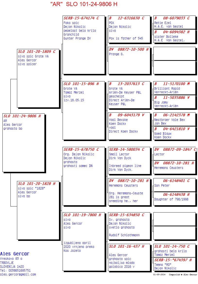 Pigeon pedigree image
