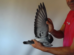 Pigeon image