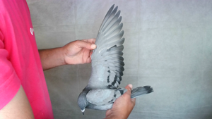 Pigeon image