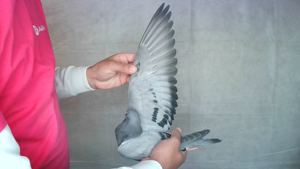 Pigeon image