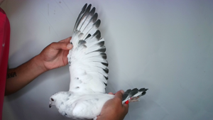 Pigeon image