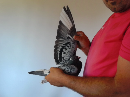 Pigeon image