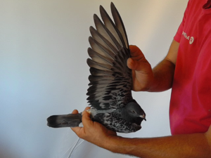 Pigeon image