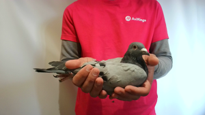 Pigeon image