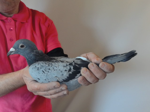 Pigeon image