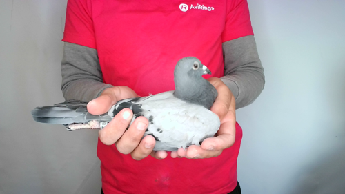 Pigeon image