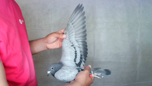 Pigeon image