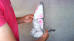 Pigeon image