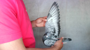 Pigeon image