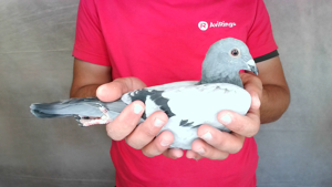 Pigeon image