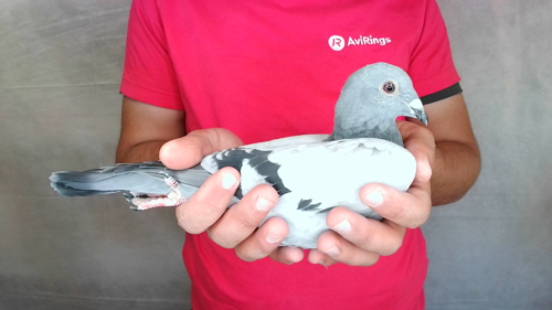 Pigeon image