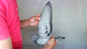 Pigeon image