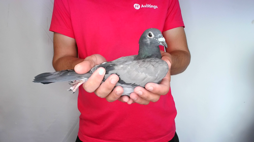 Pigeon image