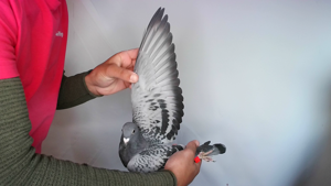Pigeon image