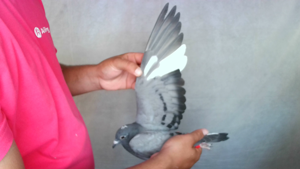 Pigeon image
