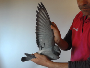 Pigeon image