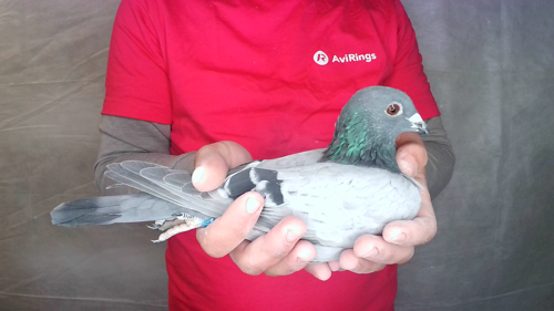 Pigeon image