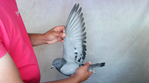Pigeon image