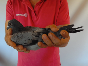 Pigeon image