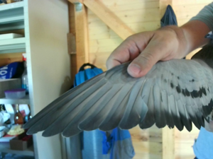 Pigeon image