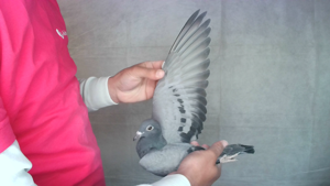 Pigeon image