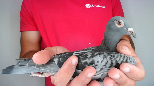 Pigeon image