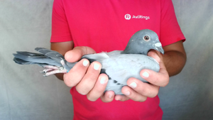 Pigeon image