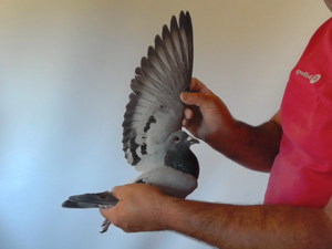 Pigeon image