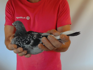 Pigeon image