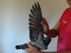 Pigeon image