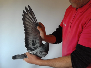 Pigeon image