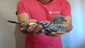 Pigeon image