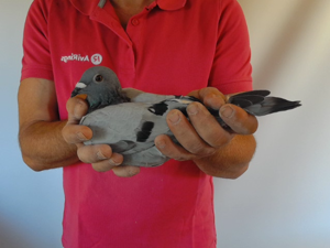 Pigeon image