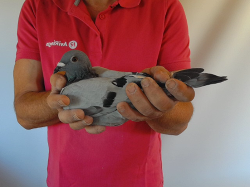 Pigeon image