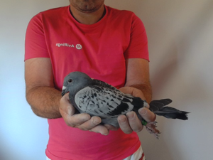 Pigeon image