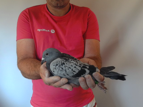 Pigeon image