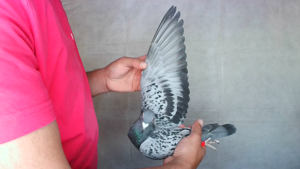 Pigeon image