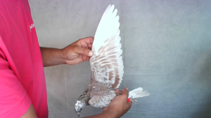Pigeon image