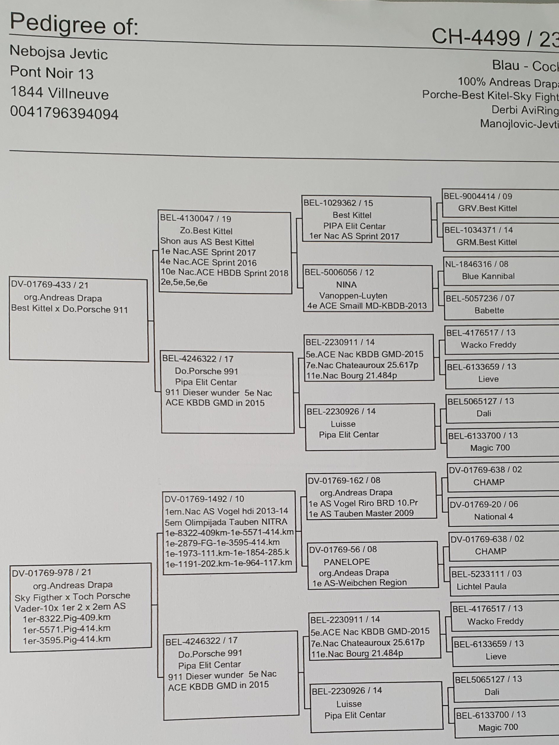 Pigeon pedigree image