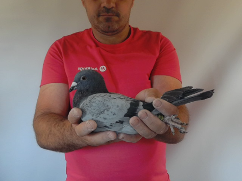Pigeon image