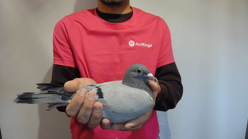 Pigeon image