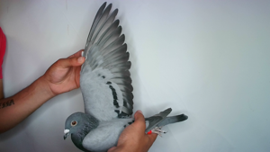 Pigeon image