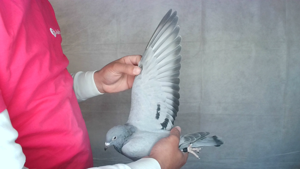 Pigeon image