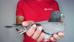 Pigeon image