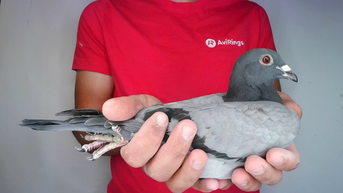 Pigeon image