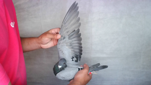 Pigeon image