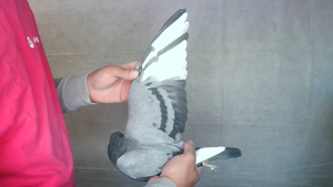 Pigeon image