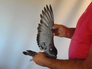 Pigeon image