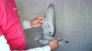 Pigeon image