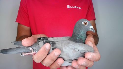 Pigeon image